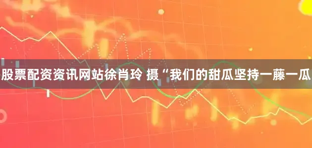 股票配资资讯网站徐肖玲 摄　　“我们的甜瓜坚持一藤一瓜